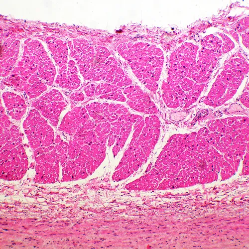 görüntü MAGUS Bio 260T Biyoloji Mikroskobu,  19