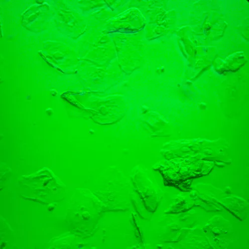 resim MAGUS Bio V360 Biyoloji İnverted Mikroskop,  25