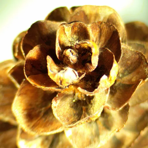 resim MAGUS Stereo A18T Stereomikroskop,  2