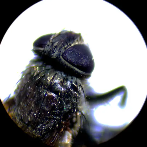 görüntü MAGUS Stereo A10 Stereomikroskop,  18