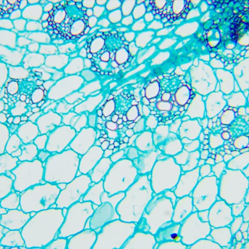 fotoğraf MAGUS Bio 240B Biyoloji Mikroskobu,  11