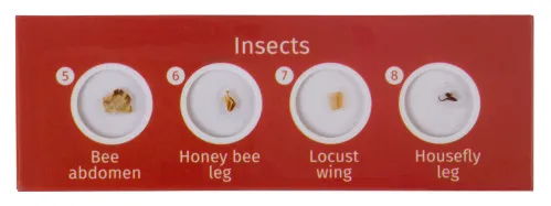 görüntü Levenhuk LabZZ CP24 Canlılar ve Bitkiler Hazırlanmış Slayt Seti,  3