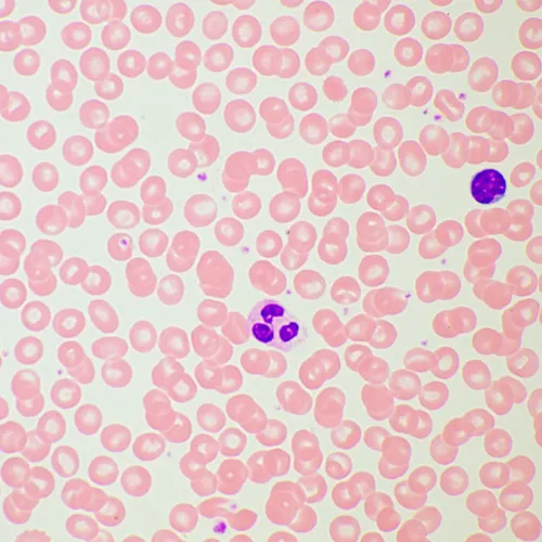 görüntü MAGUS Bio 260T Biyoloji Mikroskobu,  21
