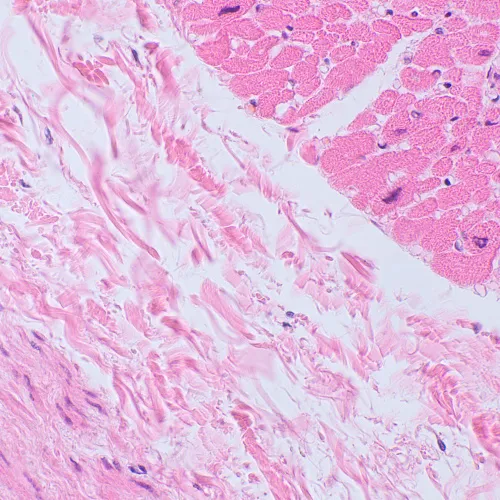 resim MAGUS Bio 250BL Biyoloji Mikroskobu,  20