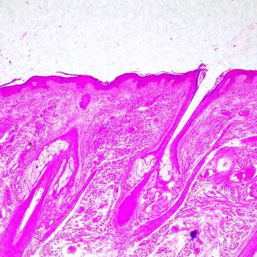 foto MAGUS Bio 290T Biyoloji Mikroskobu,  23