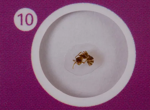 görüntü Levenhuk LabZZ CP24 Canlılar ve Bitkiler Hazırlanmış Slayt Seti,  9