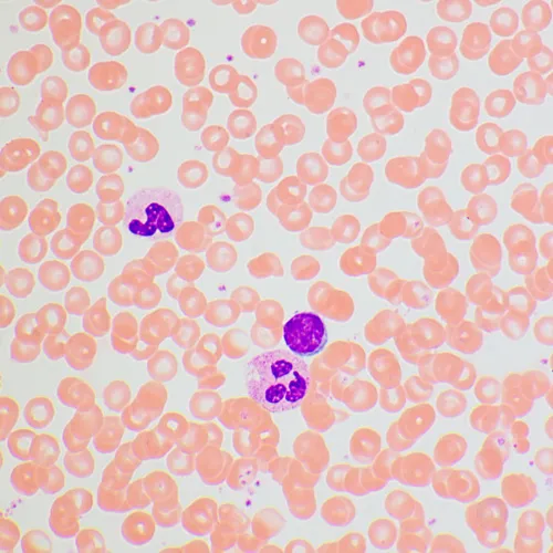 resim MAGUS Bio 270T Biyoloji Mikroskobu,  25