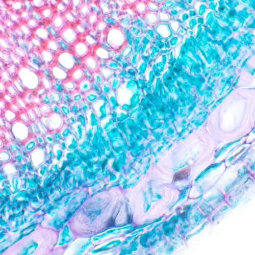 fotoğraf MAGUS Bio 230B Biyoloji Mikroskobu,  12