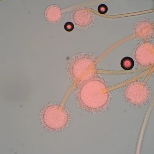 resim MAGUS Bio 270T Biyoloji Mikroskobu,  22