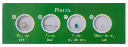 görüntü Levenhuk LabZZ CP24 Canlılar ve Bitkiler Hazırlanmış Slayt Seti,  5