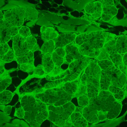 resim MAGUS Lum VD500L LCD Floresan İnverted Dijital Mikroskop,  23