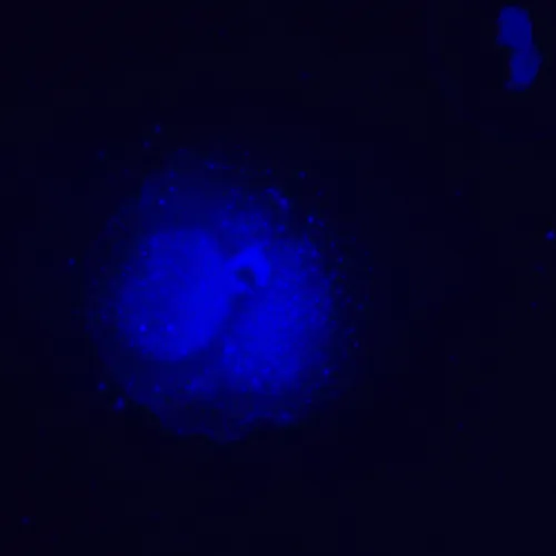 resim MAGUS Lum VD500L LCD Floresan İnverted Dijital Mikroskop,  25