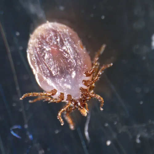 resim MAGUS Stereo A18T Stereomikroskop,  4