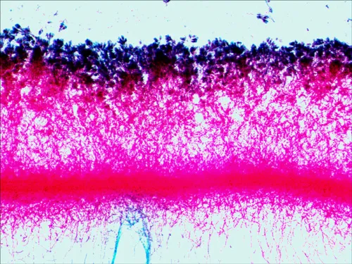 resim Levenhuk N80 NG “Her şeyi görün” Slayt Seti,  13