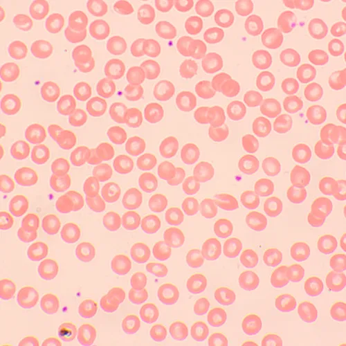 resim MAGUS Bio 250TL Biyoloji Mikroskobu,  12