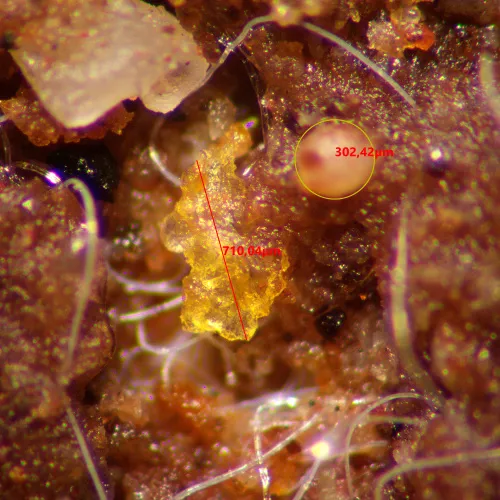 görüntü MAGUS Stereo A10 Stereomikroskop,  15