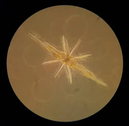 görüntü Bresser Science XPD-101 Expedition Microscope,  4