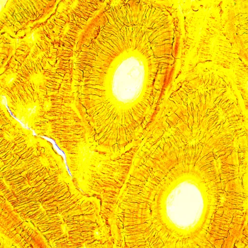 foto MAGUS Bio 250B Biyoloji Mikroskobu,  21