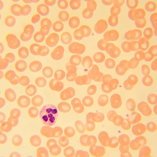 resim MAGUS Bio D230T Biyoloji Dijital Mikroskobu,  25