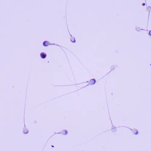 görüntü MAGUS Bio 260T Biyoloji Mikroskobu,  23