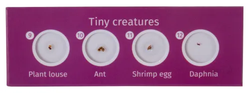 görüntü Levenhuk LabZZ CP24 Canlılar ve Bitkiler Hazırlanmış Slayt Seti,  4