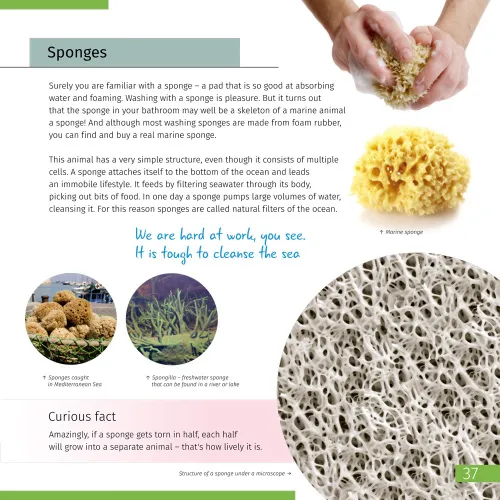 resim Görünmez Dünya. Bilgilendirici kitap. Ciltli kapak,  7