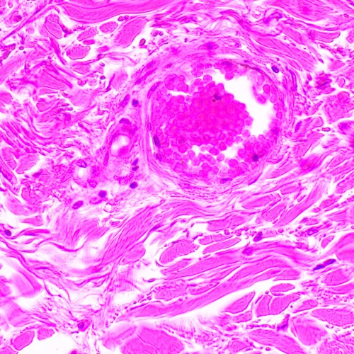 foto MAGUS Bio 290T Biyoloji Mikroskobu,  24