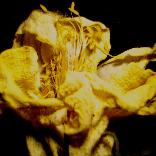 fotoğraf MAGUS Stereo 9T Stereomikroskop,  23