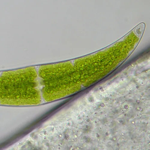 foto Bresser Researcher Trino 40–1000x Microscope,  16