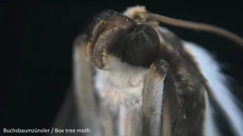 resim Bresser MikroCam PRO HDMI Microscope Camera,  5