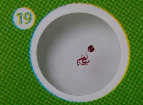 görüntü Levenhuk LabZZ CP24 Canlılar ve Bitkiler Hazırlanmış Slayt Seti,  10