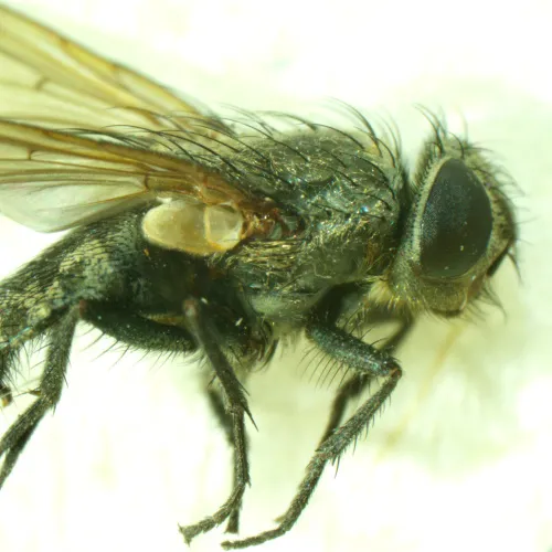 görüntü MAGUS Stereo A6 Stereomikroskop,  15