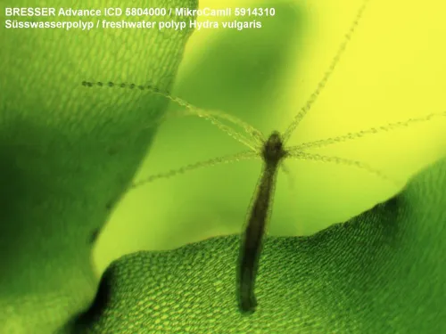 görüntü Bresser Advance ICD 10–160x Microscope,  5