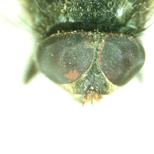 görüntü MAGUS Stereo A8 Stereomikroskop,  14