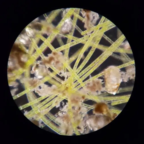 görüntü Bresser Science XPD-101 Expedition Microscope,  5