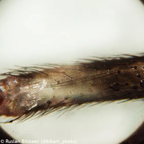 resim Levenhuk Rainbow 50L PLUS Mikroskop,  26