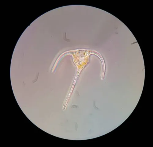 görüntü Bresser Science XPD-101 Expedition Microscope,  3