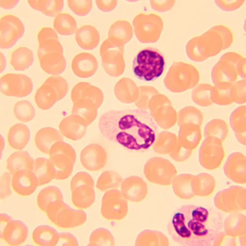 foto MAGUS Bio 250B Biyoloji Mikroskobu,  20