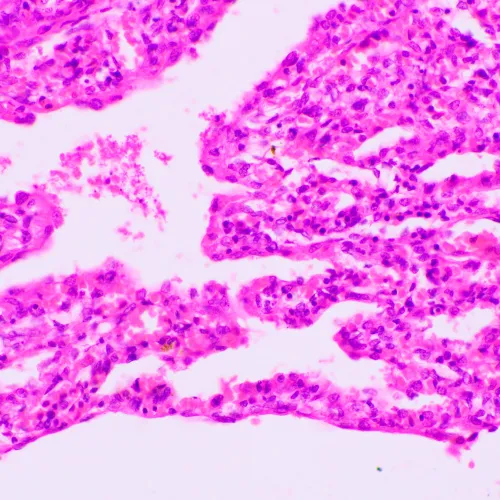 resim MAGUS Bio 270T Biyoloji Mikroskobu,  23