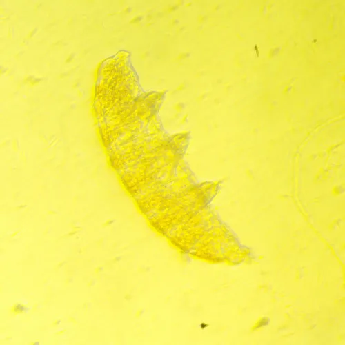 görüntü MAGUS Bio V350 Biyoloji İnverted Mikroskop,  19