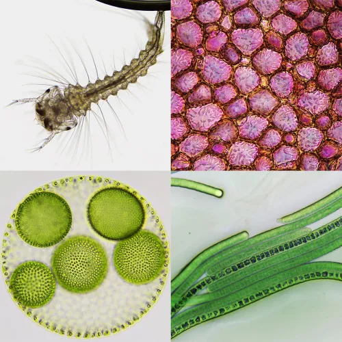 foto Bresser Biorit ICD CS 5–20x LED Stereo Microscope,  4