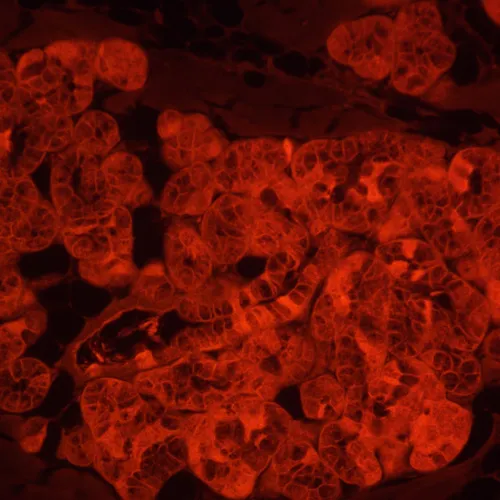 resim MAGUS Lum VD500L LCD Floresan İnverted Dijital Mikroskop,  24