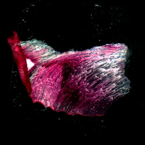 resim MAGUS Stereo A18T Stereomikroskop,  3