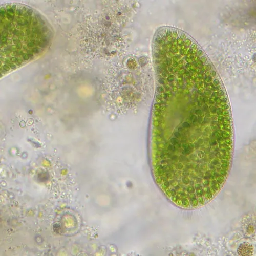 foto Bresser Researcher Trino 40–1000x Microscope,  14