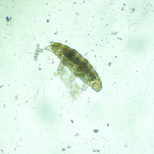 foto MAGUS Bio V300 Biyoloji İnverted Mikroskop,  14