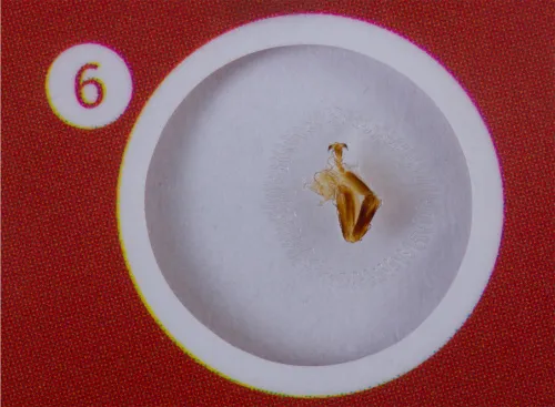 görüntü Levenhuk LabZZ CP24 Canlılar ve Bitkiler Hazırlanmış Slayt Seti,  8