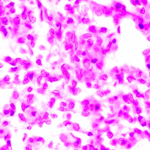 resim MAGUS Bio 270T Biyoloji Mikroskobu,  24