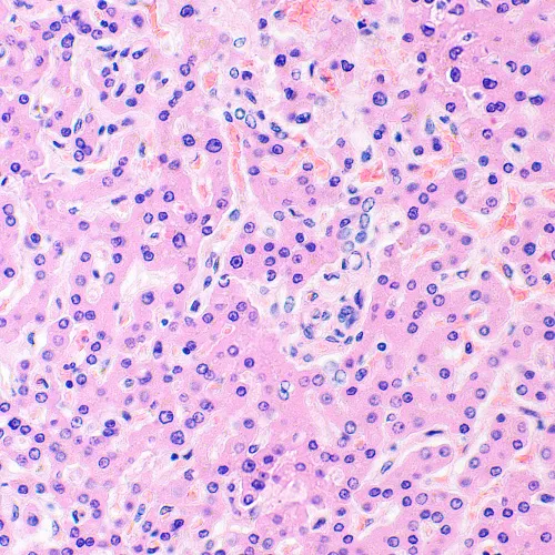 foto MAGUS Bio 290T Biyoloji Mikroskobu,  28