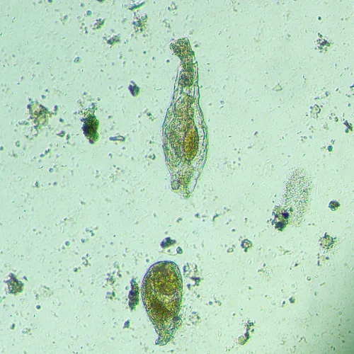 resim MAGUS Bio VD300 Biyoloji İnverted Dijital Mikroskop,  19