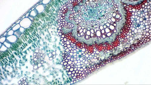 fotoğraf Bresser MikrOkular Full HD Eyepiece Digital Camera,  8